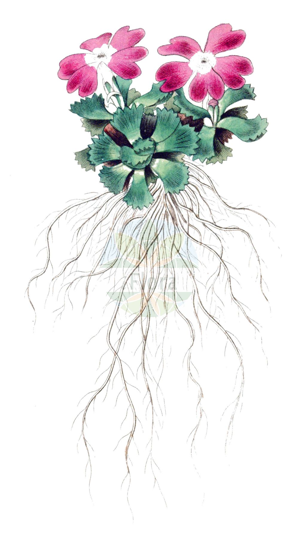 Historische Abbildung von Primula minima (Zwerg-Schlüsselblume - Dwarf Primrose). Das Bild zeigt Blatt, Bluete, Frucht und Same. ---- Historical Drawing of Primula minima (Zwerg-Schlüsselblume - Dwarf Primrose). The image is showing leaf, flower, fruit and seed.(Primula minima,Zwerg-Schlüsselblume,Dwarf Primrose,Primula minima,Zwerg-Schluesselblume,Habmichlieb,Dwarf Primrose,Least Primrose,Primula,Schlüsselblume,Primrose,Primulaceae,Schlüsselblumengewächse,Primrose family,Blatt,Bluete,Frucht,Same,leaf,flower,fruit,seed)