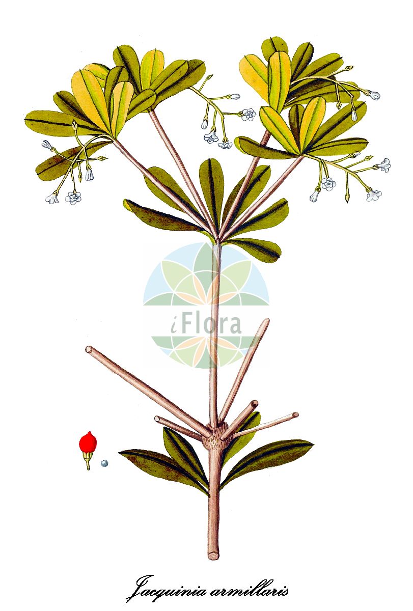Historische Abbildung von Jacquinia armillaris. Das Bild zeigt Blatt, Bluete, Frucht und Same. ---- Historical Drawing of Jacquinia armillaris. The image is showing leaf, flower, fruit and seed.(Jacquinia armillaris,Jacquinia,Cudjoe-wood,Primulaceae,Primelgewächse,Primrose Family,Blatt,Bluete,Frucht,Same,leaf,flower,fruit,seed,von Jacquin (1778-1781))