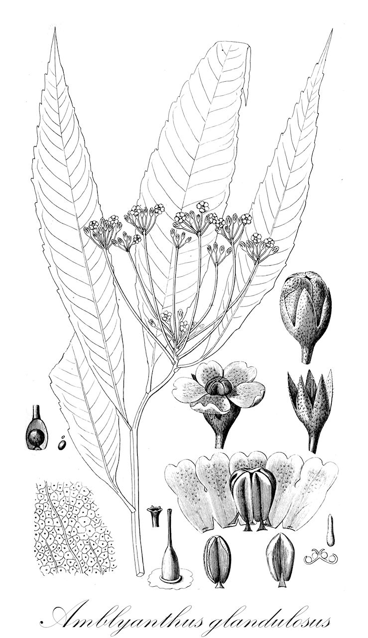 Amblyanthus glandulosus - Primulaceae,Plantae,Pteridobiotina,Angiosperms,Ericales,Primulaceae,Amblyanthus,Amblyanthus glandulosus,Ardisia glandulosa, Ardisia roxburghiana