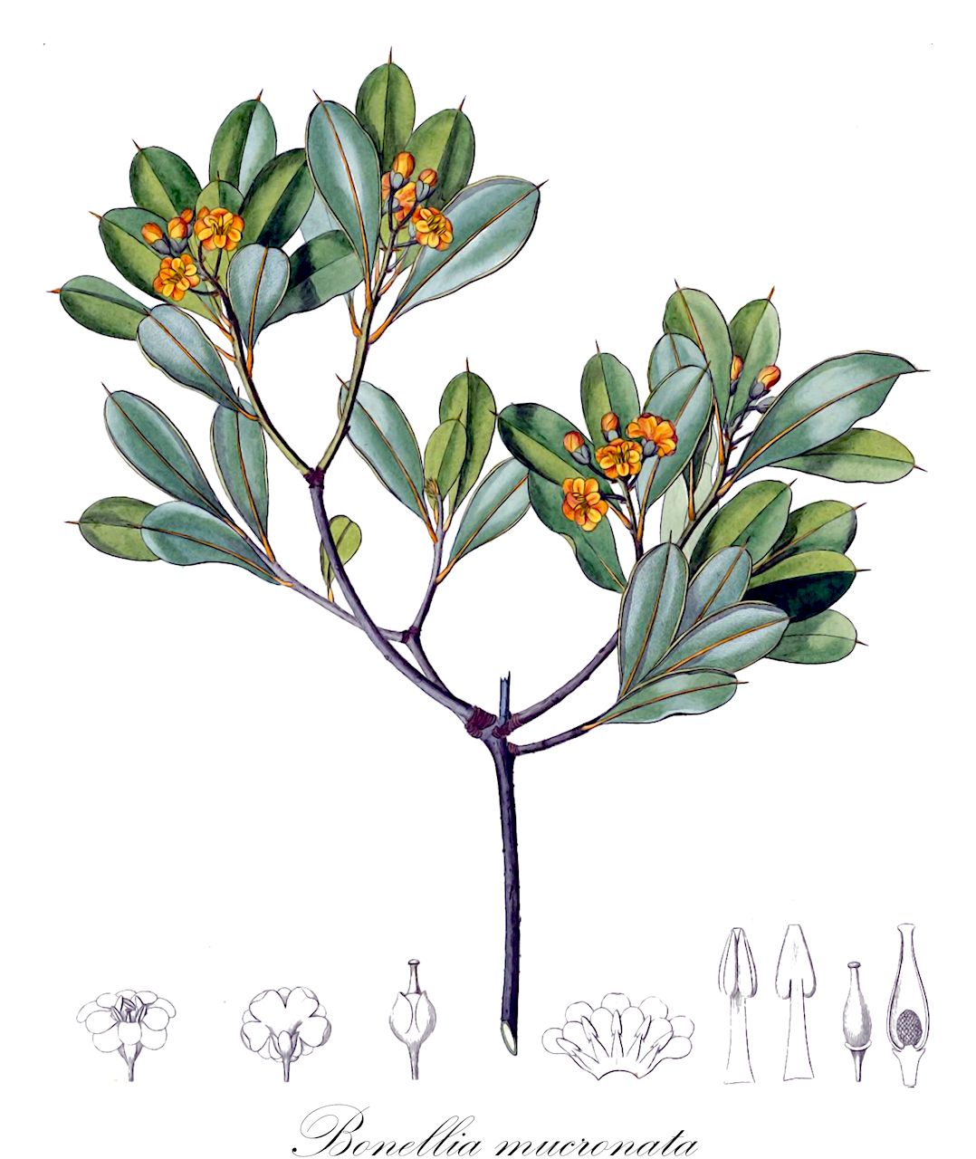 Bonellia mucronata - Primulaceae,Plantae,Pteridobiotina,Angiosperms,Ericales,Primulaceae,Bonellia,Bonellia mucronata,Jacquinia mucronata, Jacquinia pubescens