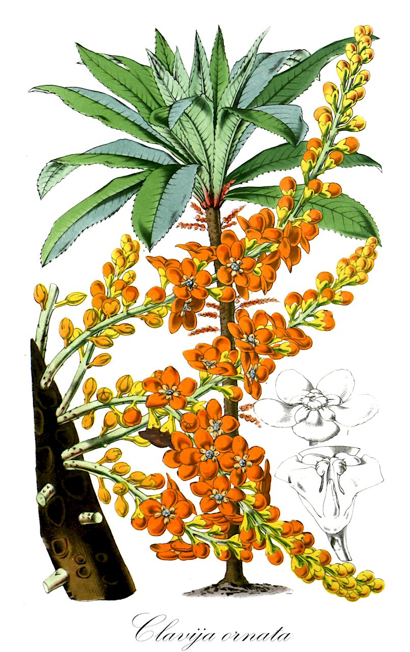 Clavija ornata - Primulaceae,Plantae,Pteridobiotina,Angiosperms,Ericales,Primulaceae,Clavija,Clavija ornata,Clavija antioquensis, Clavija longifolia, Clavija ornata var. coriacea, Theophrasta longifolia