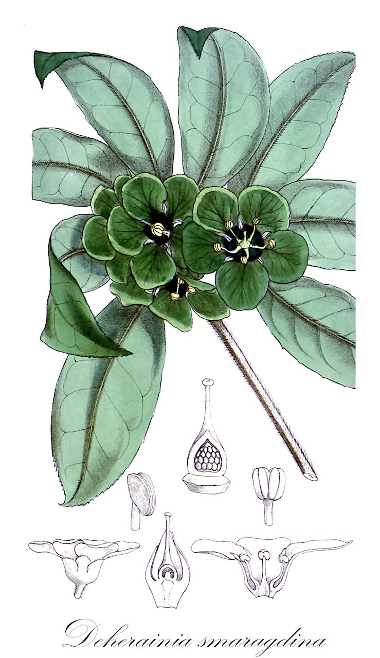 Deherainia smaragdina - Primulaceae,Plantae,Pteridobiotina,Angiosperms,Ericales,Primulaceae,Deherainia,Deherainia smaragdina,Jacquinia smaragdina, Posoqueria macrantha