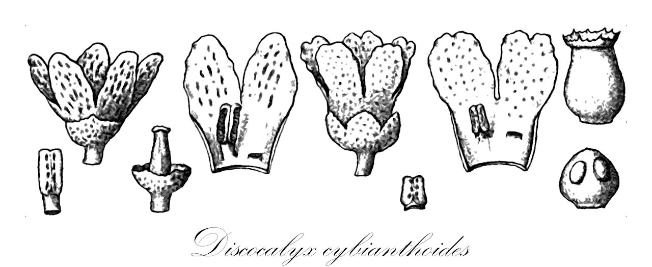 Discocalyx cybianthoides - Primulaceae,Plantae,Pteridobiotina,Angiosperms,Ericales,Primulaceae,Discocalyx,Discocalyx cybianthoides,Ardisia cybianthoides, Badula cybianthoides, Cybianthus philippinensis, Peckia cybianthodes, Peckia cybianthoides, Tinus cybianthodes