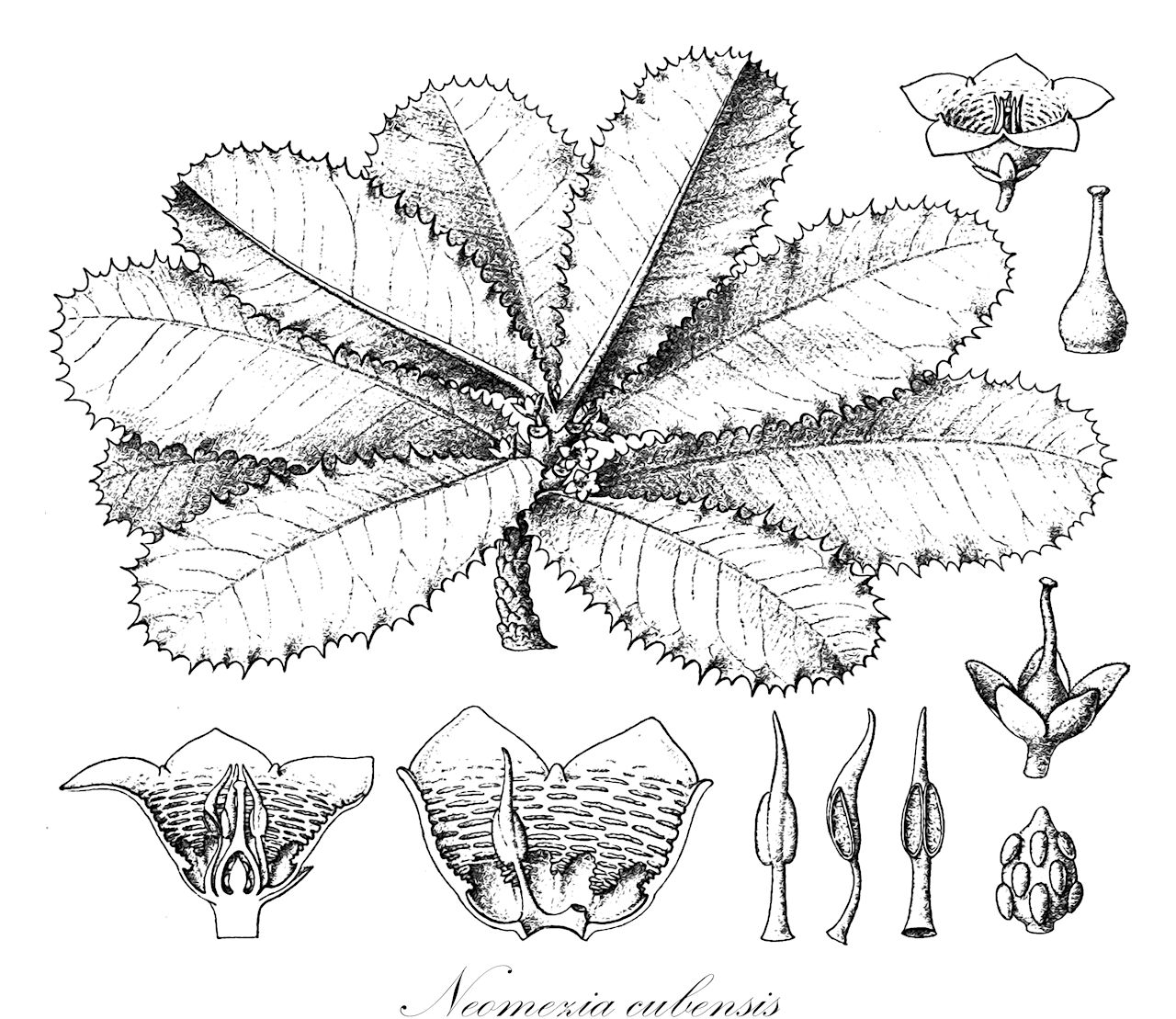 Neomezia cubensis - Primulaceae,Plantae,Pteridobiotina,Angiosperms,Ericales,Primulaceae,Neomezia,Neomezia cubensis,Deherainia cubensis, Theophrasta cubensis