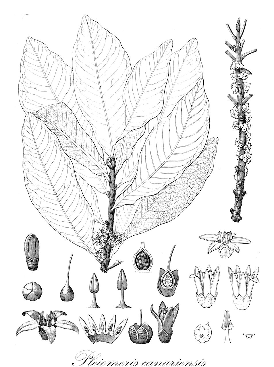 Pleiomeris canariensis - Primulaceae,Plantae,Pteridobiotina,Angiosperms,Ericales,Primulaceae,Pleiomeris,Pleiomeris canariensis,Manglilla canariensis, Myrsine canariensis, Scleroxylum canariense