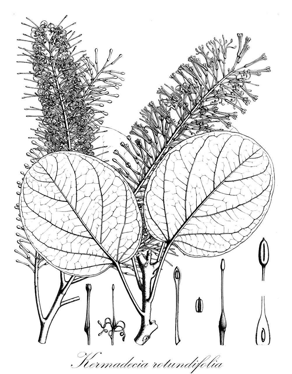 Kermadecia rotundifolia - Proteaceae,Plantae,Pteridobiotina,Angiosperms,Proteales,Proteaceae,Kermadecia,Kermadecia rotundifolia