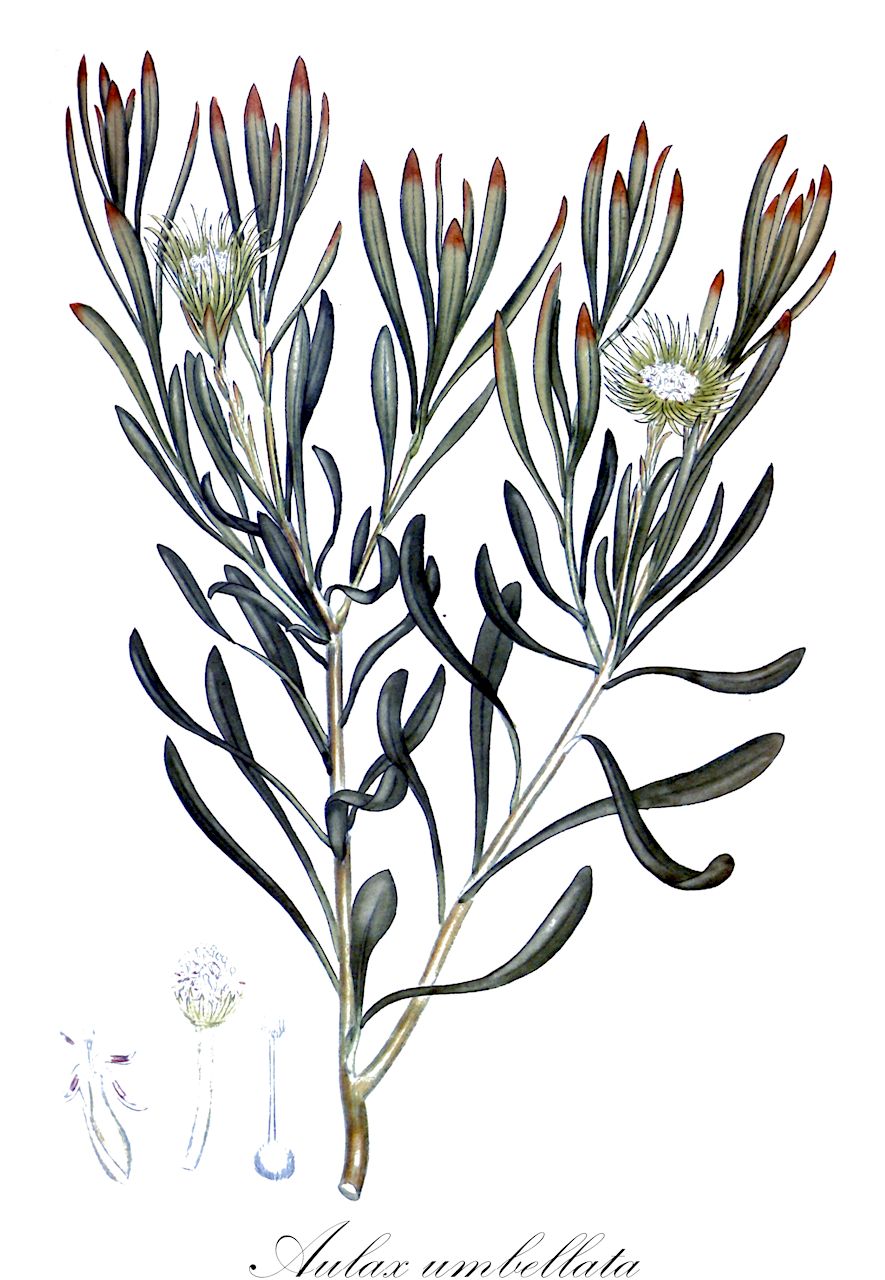 Aulax umbellata - Proteaceae,Plantae,Pteridobiotina,Angiosperms,Proteales,Proteaceae,Aulax,Aulax umbellata,Aulax cneorifolia, Protea aulacea, Protea cneorifolia, Protea umbellata