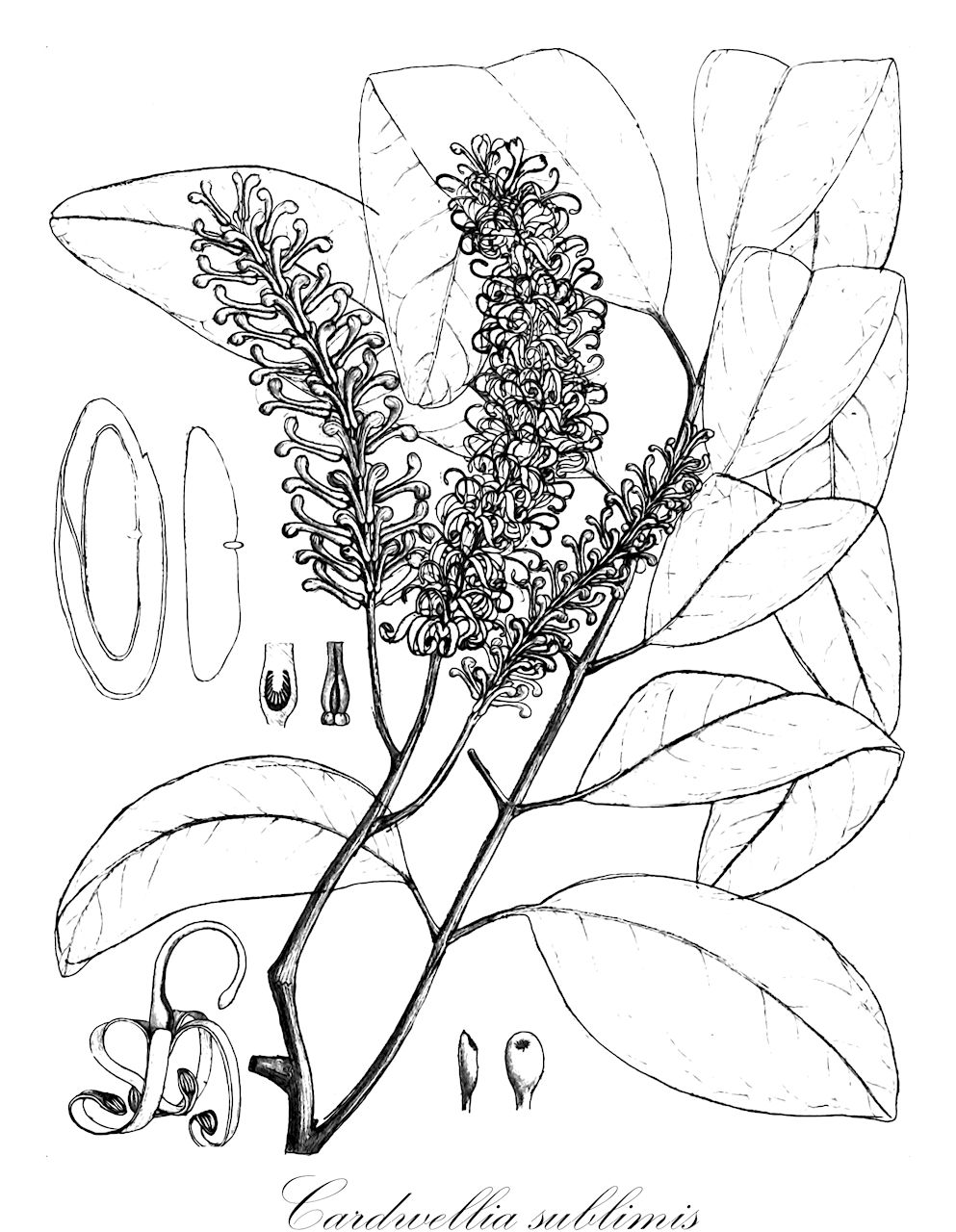 Cardwellia sublimis - Proteaceae,Plantae,Pteridobiotina,Angiosperms,Proteales,Proteaceae,Cardwellia,Cardwellia sublimis