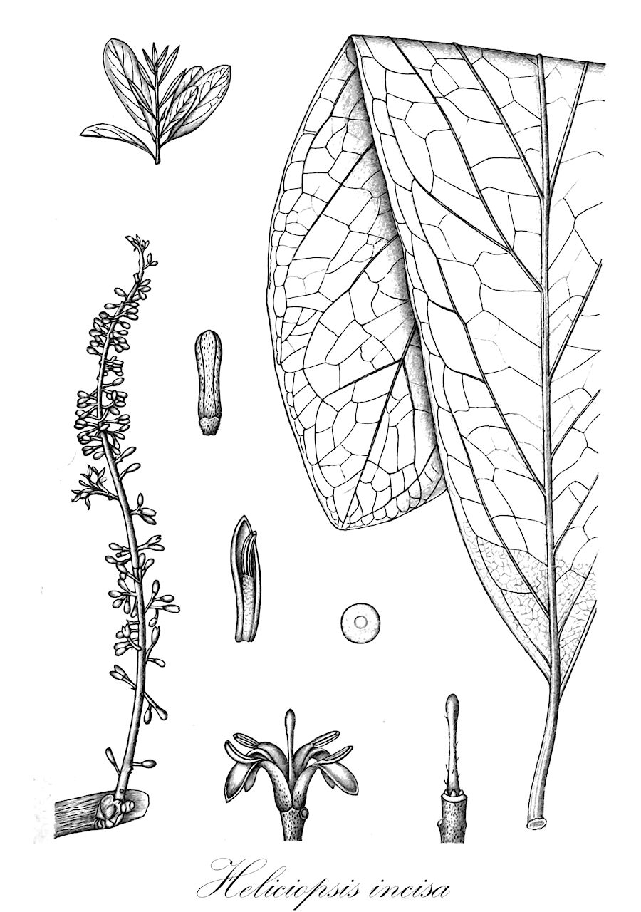 Heliciopsis incisa - Proteaceae,Plantae,Pteridobiotina,Angiosperms,Proteales,Proteaceae,Heliciopsis,Heliciopsis incisa,Helicia incisa