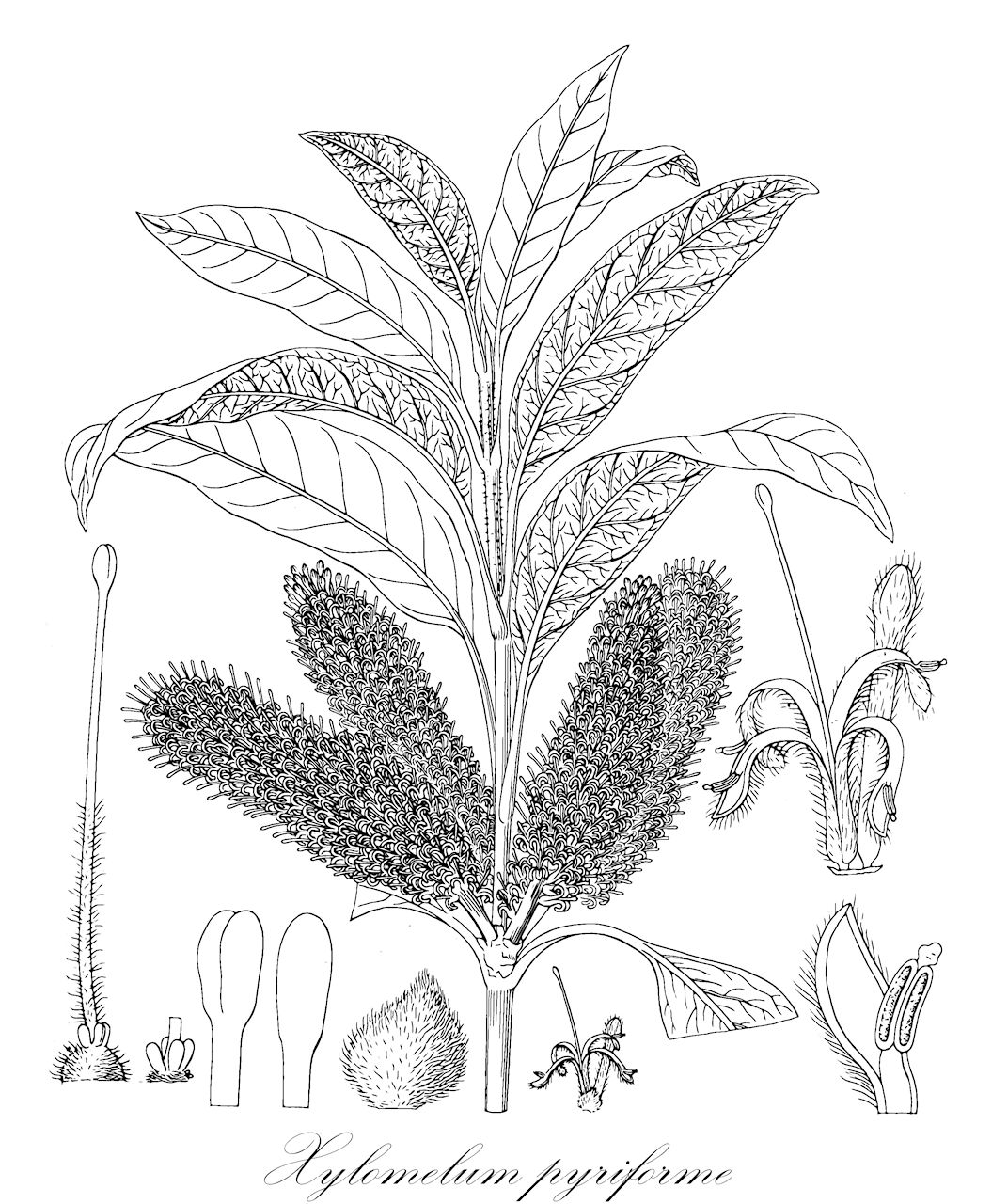 Xylomelum pyriforme - Proteaceae,Plantae,Pteridobiotina,Angiosperms,Proteales,Proteaceae,Xylomelum,Xylomelum pyriforme,Banksia pyriformis, Grevillea pyriformis, Hakea pyriformis