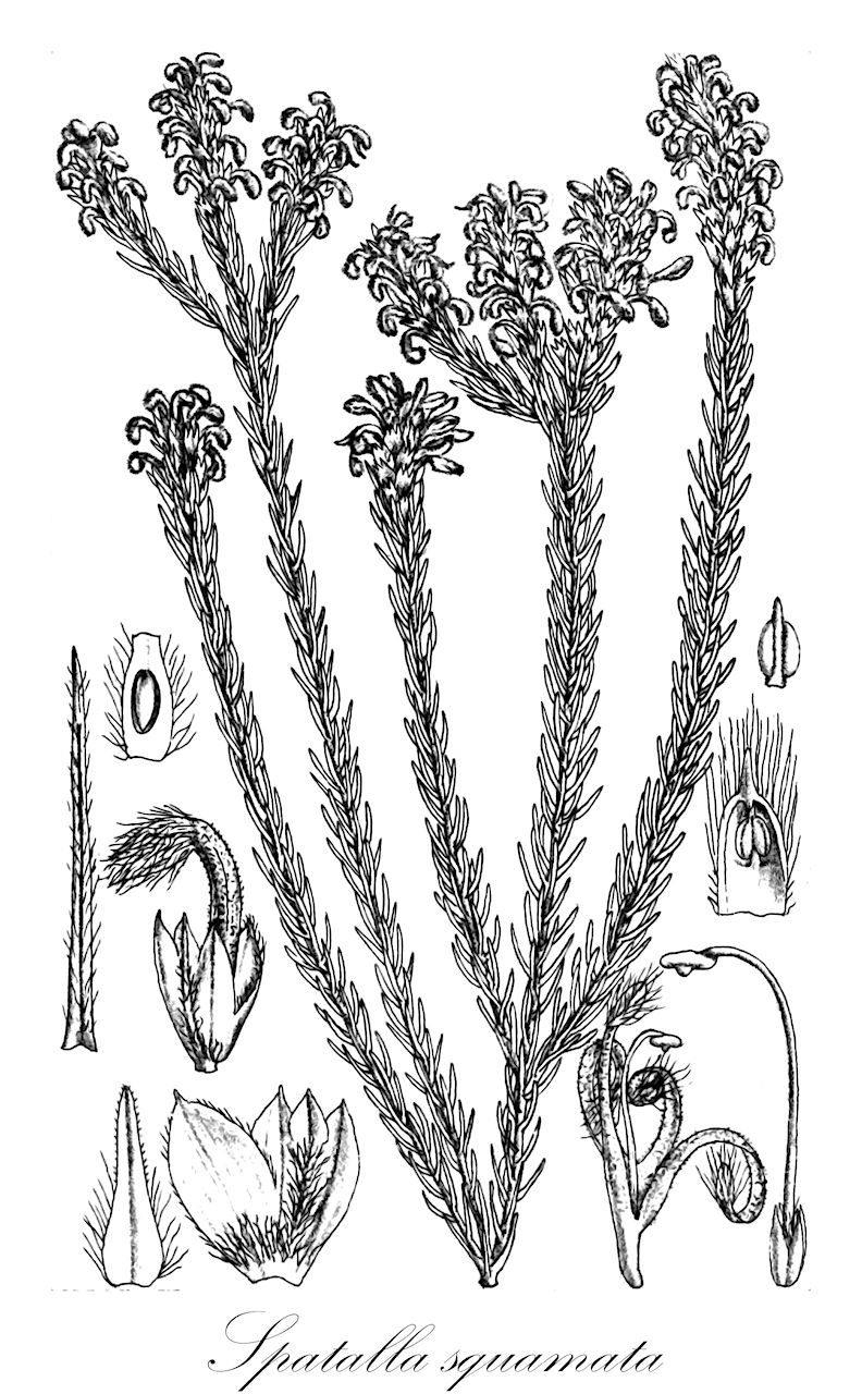 Spatalla squamata - Proteaceae,Plantae,Pteridobiotina,Angiosperms,Proteales,Proteaceae,Spatalla,Spatalla squamata