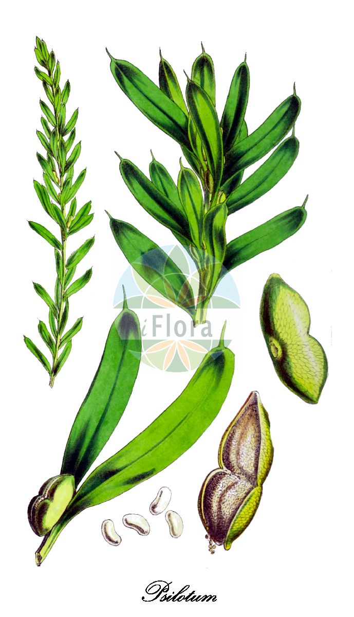 Historische Abbildung von Psilotum (Gabelblattfarn - Whisk-fern). Das Bild zeigt Blatt, Bluete, Frucht und Same. ---- Historical Drawing of Psilotum (Gabelblattfarn - Whisk-fern). The image is showing leaf, flower, fruit and seed.(Psilotum,Gabelblattfarn,Whisk-fern,Psilotum,Gabelblattfarn,Whisk-fern,Psilotaceae,Whisk fern Family,Blatt,Bluete,Frucht,Same,leaf,flower,fruit,seed,Hooker (1838-1842))