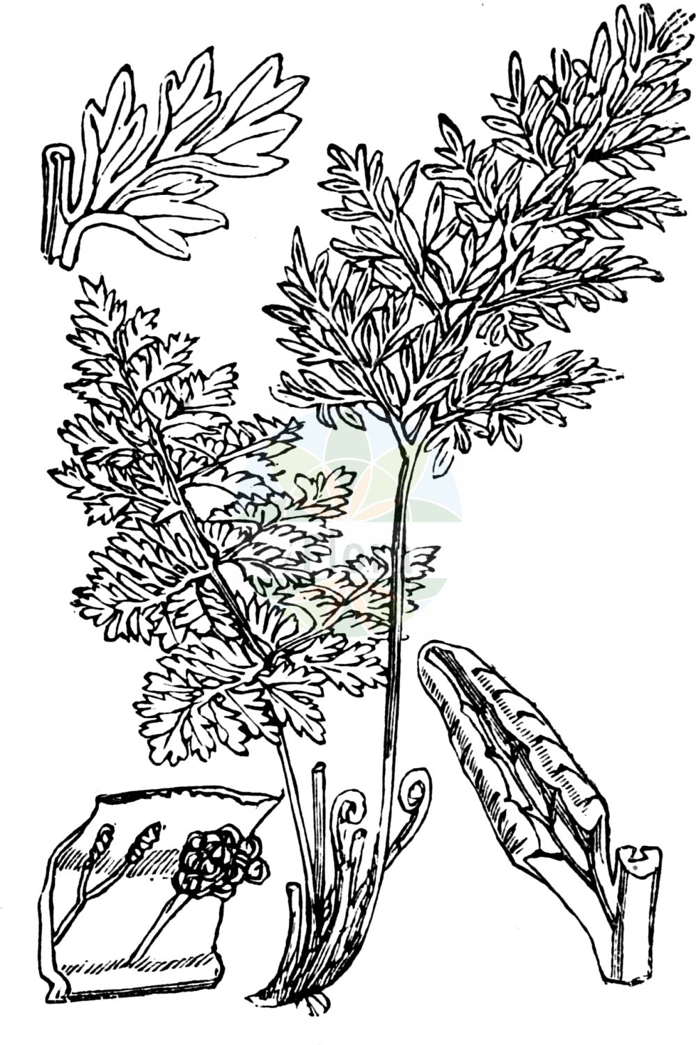 Historische Abbildung von Cryptogramma crispa (Krauser Rollfarn - Parsley Fern). Das Bild zeigt Blatt, Bluete, Frucht und Same. ---- Historical Drawing of Cryptogramma crispa (Krauser Rollfarn - Parsley Fern). The image is showing leaf, flower, fruit and seed.(Cryptogramma crispa,Krauser Rollfarn,Parsley Fern,Allosorus crispus,Cryptogramma crispa,Osmunda crispa,Krauser Rollfarn,Parsley Fern,Cryptogramma,Rollfarn,Parsley Ferns,Pteridaceae,Saumfarngewächse,Brake-fern family,Blatt,Bluete,Frucht,Same,leaf,flower,fruit,seed,Fitch et al. (1880))