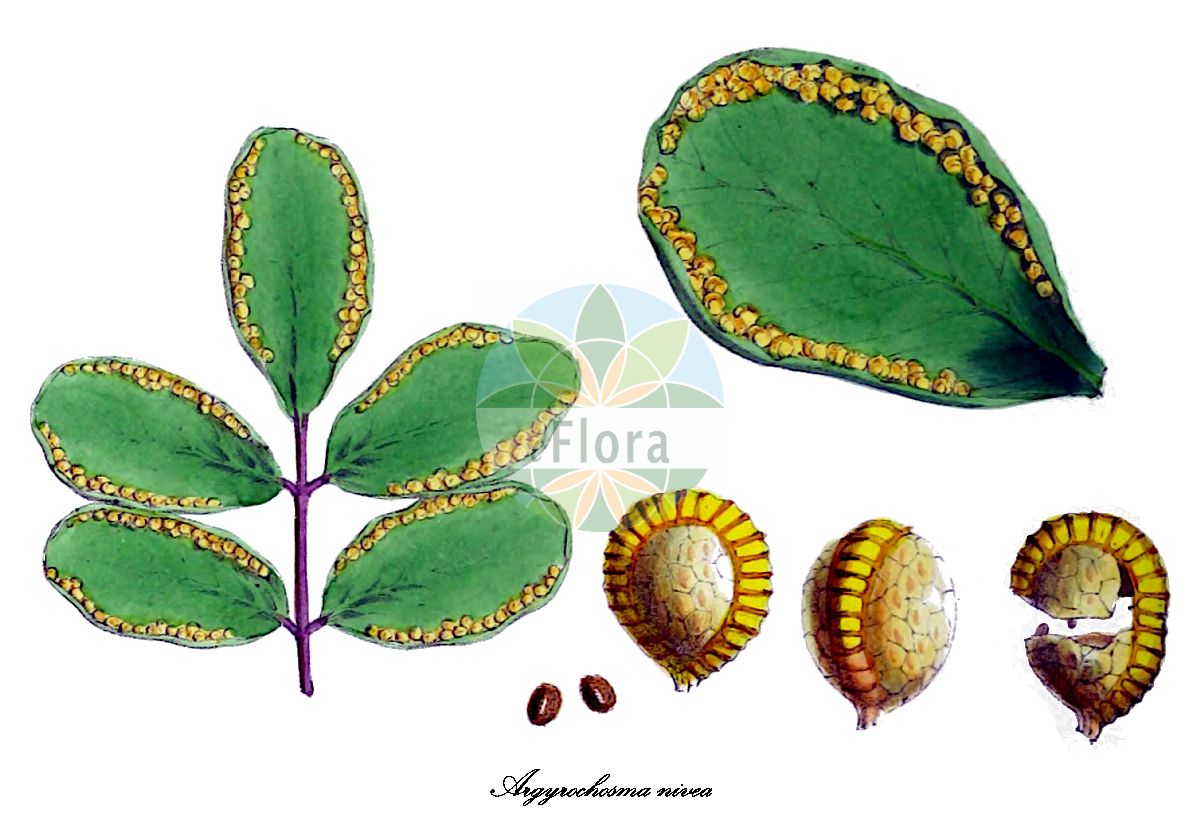 Historische Abbildung von Argyrochosma nivea. Das Bild zeigt Blatt, Bluete, Frucht und Same. ---- Historical Drawing of Argyrochosma nivea. The image is showing leaf, flower, fruit and seed.(Argyrochosma nivea,Argyrochosma,Pteridaceae,Saumfarngewächse,Maidenhair Fern Family,Blatt,Bluete,Frucht,Same,leaf,flower,fruit,seed,Hooker (1838-1842))