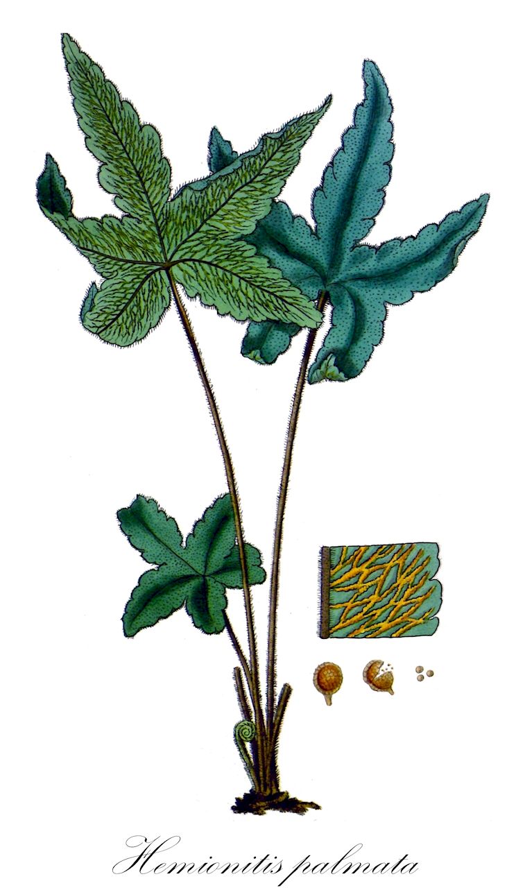 Hemionitis palmata - Pteridaceae,Plantae,Pteridobiotina,Polypodiophyta,Polypodiopsida,Polypodiidae,Polypodiales,Pteridaceae,Cheilanthoideae,Hemionitis,Hemionitis palmata,Gymnogramma palmata