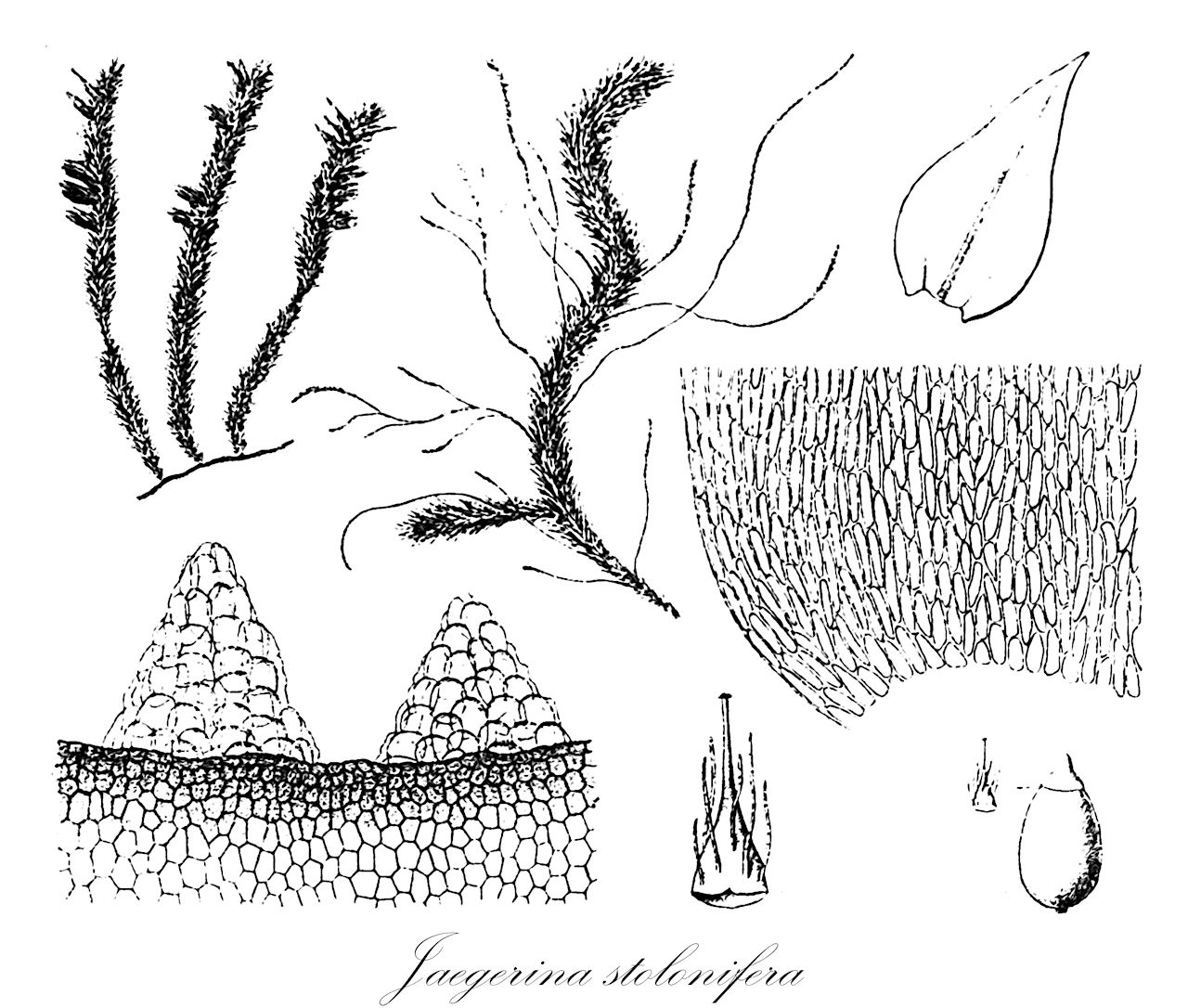 Jaegerina stolonifera - Pterobryaceae,Plantae,Bryobiotina,Bryophyta,Bryopsida,Bryidae,Hypnanae,Hypnales,Pterobryaceae,Jaegerina,Jaegerina stolonifera,Jaegerina stolonifera var. clavata, Pilotrichum stoloniferum