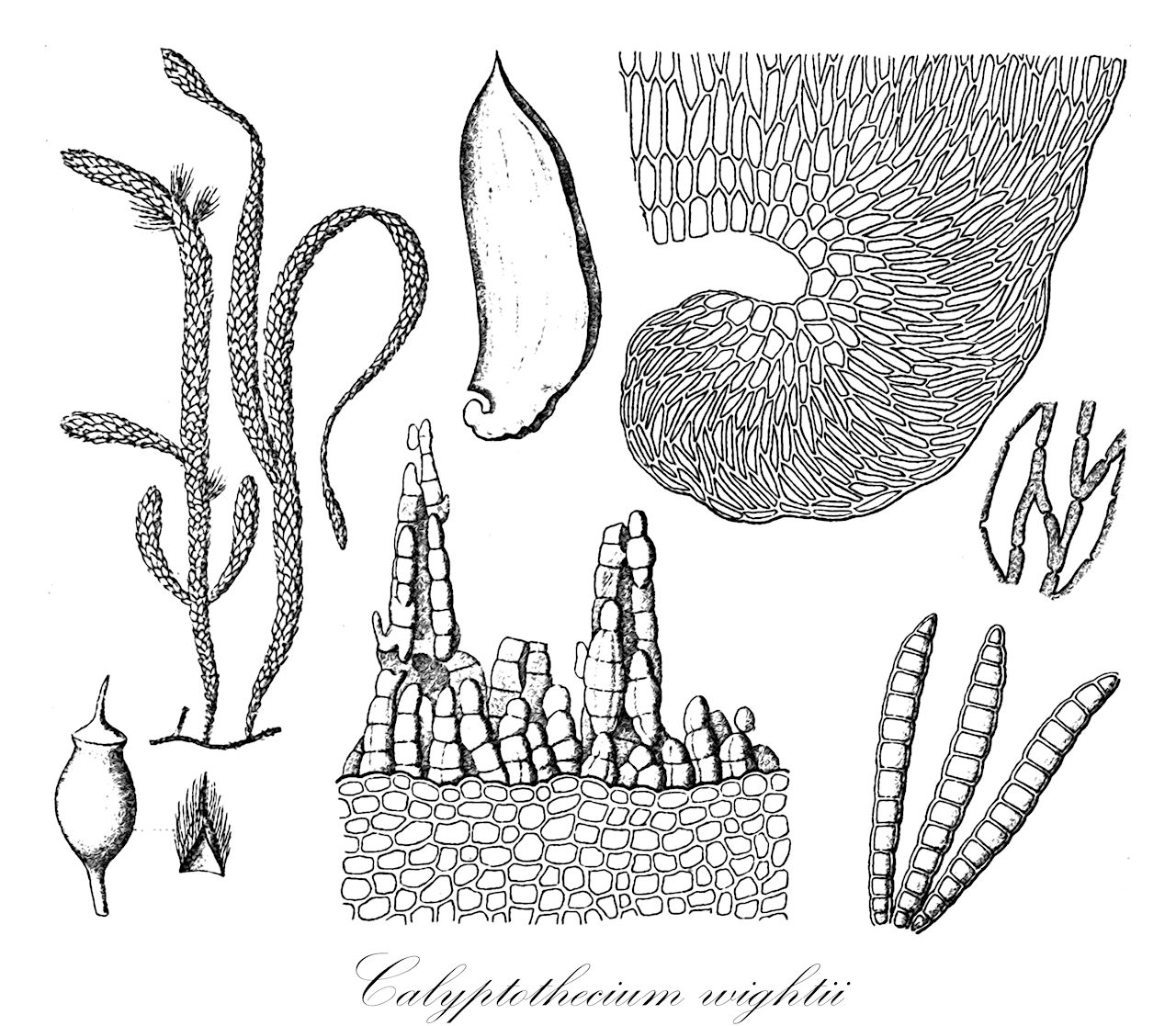 Calyptothecium wightii - Pterobryaceae,Plantae,Bryobiotina,Bryophyta,Bryopsida,Bryidae,Hypnanae,Hypnales,Pterobryaceae,Calyptothecium,Calyptothecium wightii,Calyptothecium dixonii, Calyptothecium formosanum, Calyptothecium hamatum, Calyptothecium nematosum, Calyptothecium patulum, Calyptothecium subacuminatum, Endotrichum hamatum, Endotrichum nematosum, Endotrichum wightii, Garovaglia hamata, Garovaglia nematosa, Garovaglia wightii, Meteorium nematosum, Meteorium wightii, Pilotrichum hamatum, Pilotrichum wightii, Pterobryon patulum, Pterobryopsis hamata, Pterobryopsis nematosa, Pterobryopsis patula, Pterobryopsis subacuminata, Pterobryopsis wightii