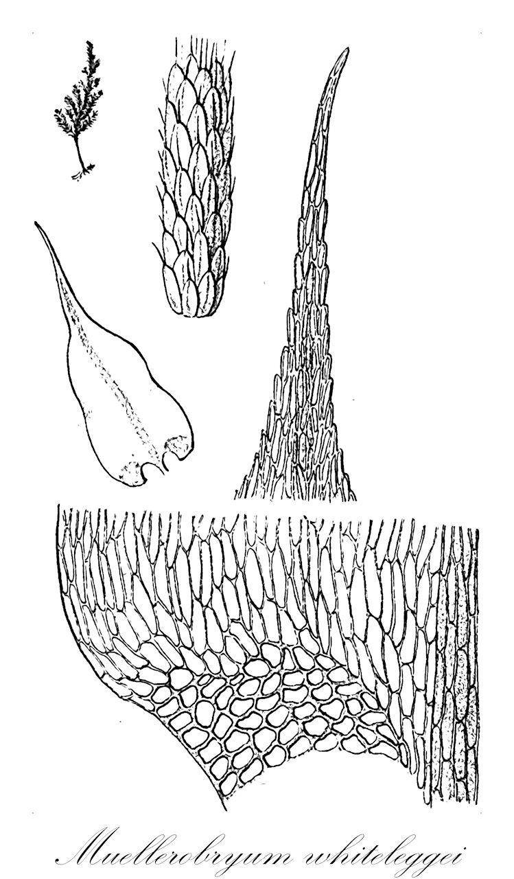 Muellerobryum whiteleggei - Pterobryaceae,Plantae,Bryobiotina,Bryophyta,Bryopsida,Bryidae,Hypnanae,Hypnales,Pterobryaceae,Muellerobryum,Muellerobryum whiteleggei,Pterobryon whiteleggei