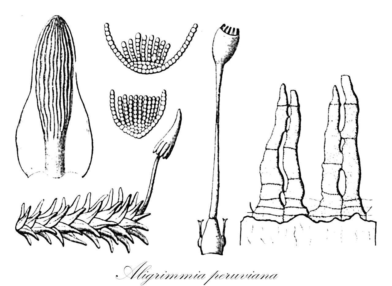 Aligrimmia peruviana - Ptychomitriaceae,Plantae,Bryobiotina,Bryophyta,Bryopsida,Dicranidae,Grimmiales,Ptychomitriaceae,Aligrimmia,Aligrimmia peruviana