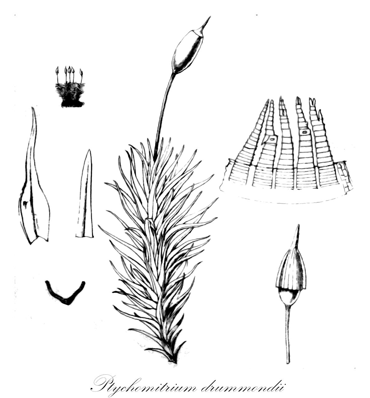 Ptychomitrium drummondii - Ptychomitriaceae,Plantae,Bryobiotina,Bryophyta,Bryopsida,Dicranidae,Grimmiales,Ptychomitriaceae,Ptychomitrium,Ptychomitrium drummondii,Brachysteleum drummondii, Brachysteleum nigricans subsp. drummondii, Glyphomitrium drummondii, Grimmia drummondii
