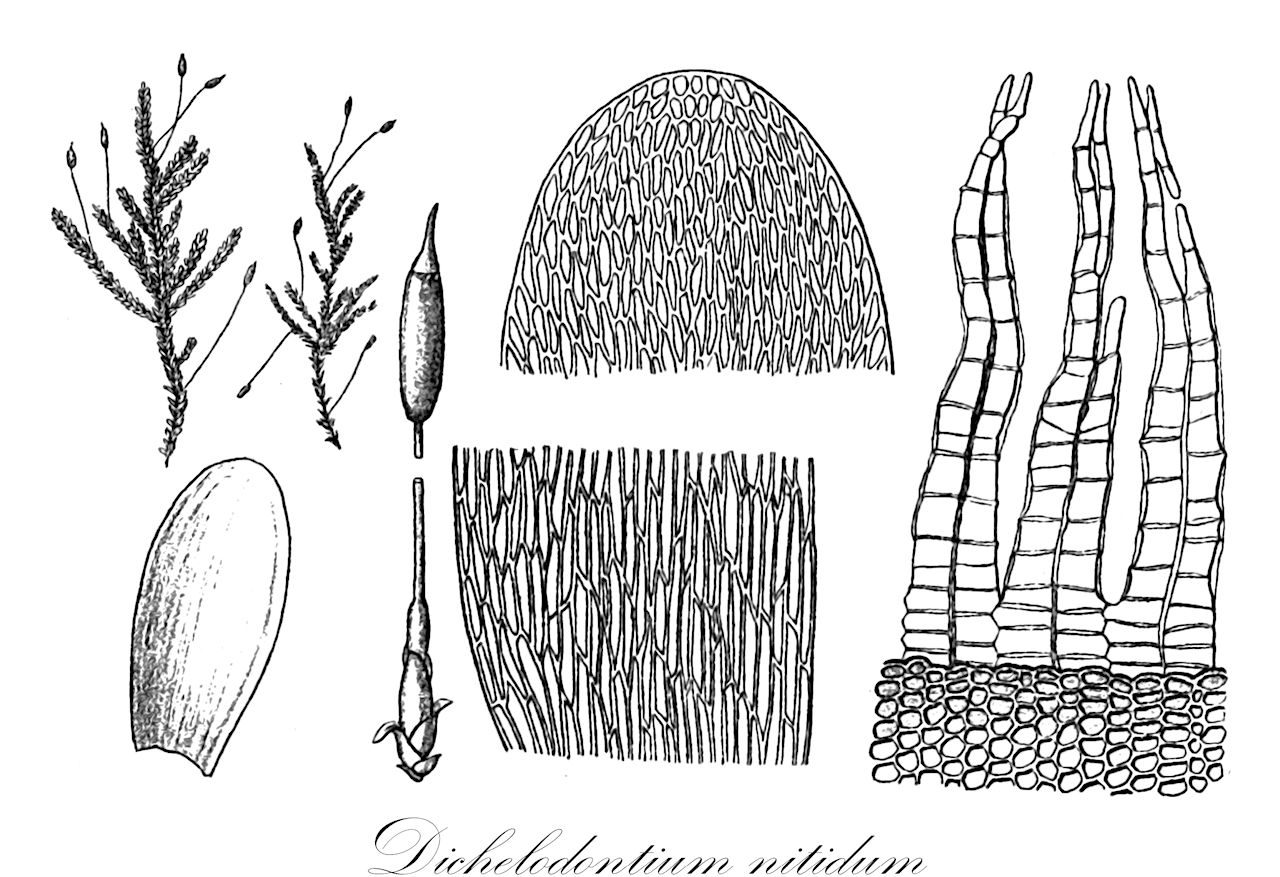 Dichelodontium nitidum - Ptychomniaceae,Plantae,Bryobiotina,Bryophyta,Bryopsida,Bryidae,Hypnanae,Ptychomniales,Ptychomniaceae,Dichelodontium,Dichelodontium nitidum,Leucodon nitidus, Stereodon lyallii