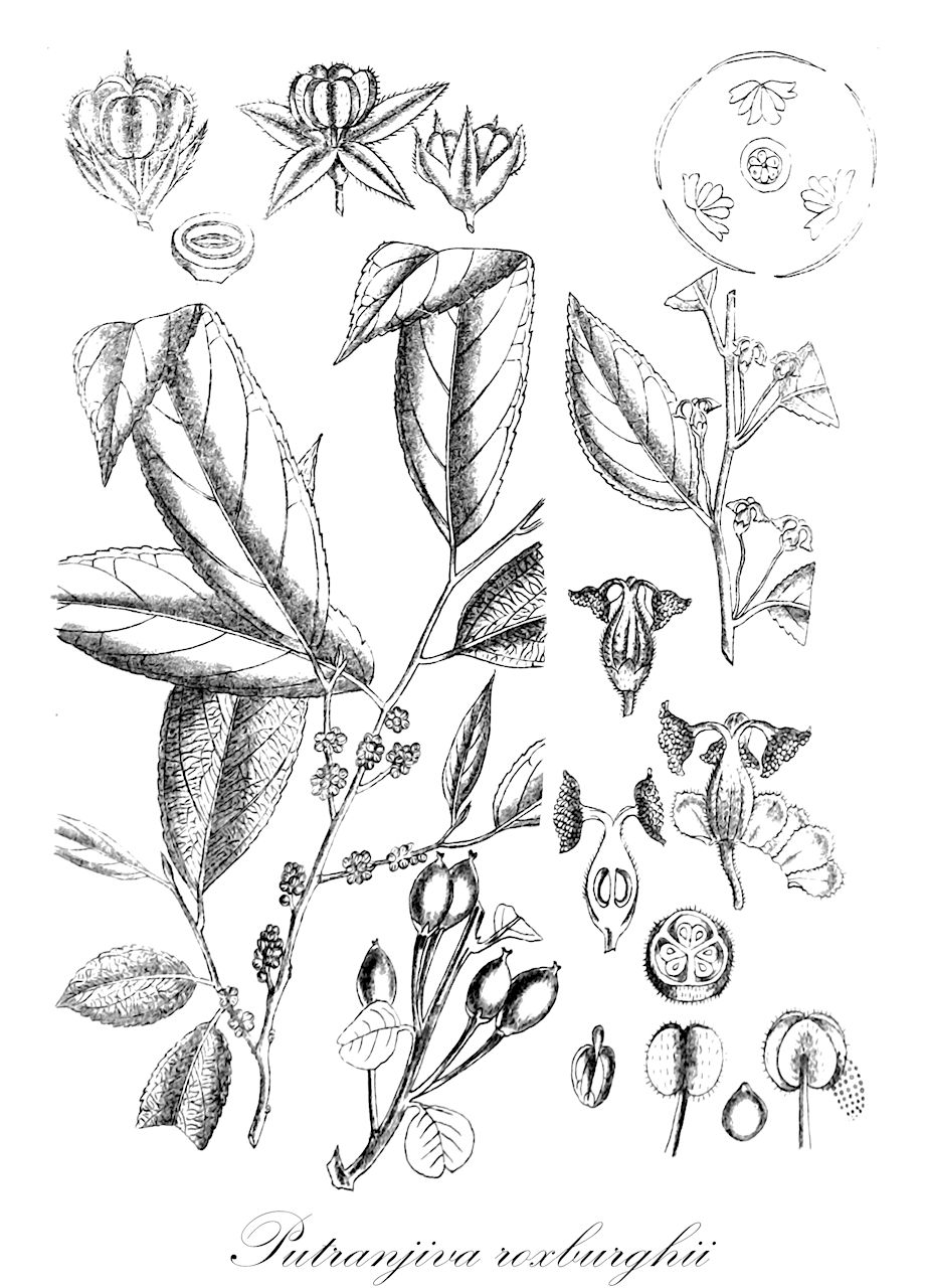 Putranjiva roxburghii - Putranjivaceae,Plantae,Pteridobiotina,Angiosperms,Malpighiales,Putranjivaceae,Putranjiva,Putranjiva roxburghii,Cyclostemon racemosus, Cyclostemon teysmannii var. timorensis, Drypetes roxburghii, Drypetes roxburghii var. timorensis, Drypetes timorensis, Nageia putranjiva, Putranjiva amblyocarpa, Putranjiva sphaerocarpa, Pycnosandra timorensis