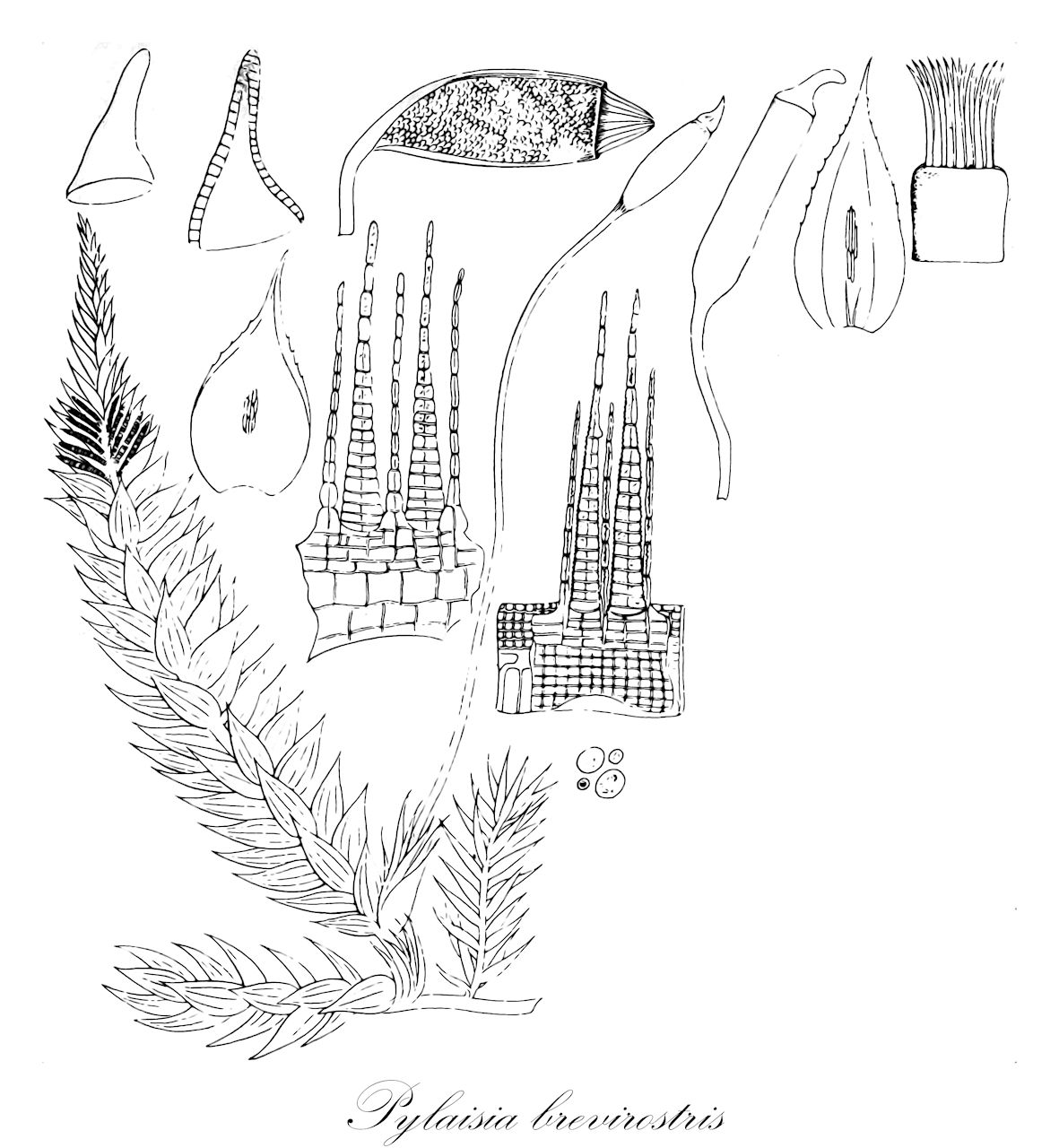 Pylaisia brevirostris - Pylaisiaceae,Plantae,Bryobiotina,Bryophyta,Bryopsida,Bryidae,Hypnanae,Hypnales,Pylaisiaceae,Pylaisia,Pylaisia brevirostris,Neckera brevirostris, Stereodon brevirostris