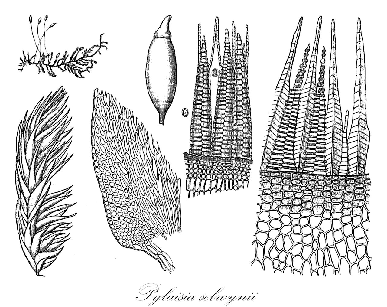 Pylaisia selwynii - Pylaisiaceae,Plantae,Bryobiotina,Bryophyta,Bryopsida,Bryidae,Hypnanae,Hypnales,Pylaisiaceae,Pylaisia,Pylaisia selwynii,Platygyrium schimperi, Pylaisia schimperi, Pylaisiella schimperi, Pylaisiella selwynii