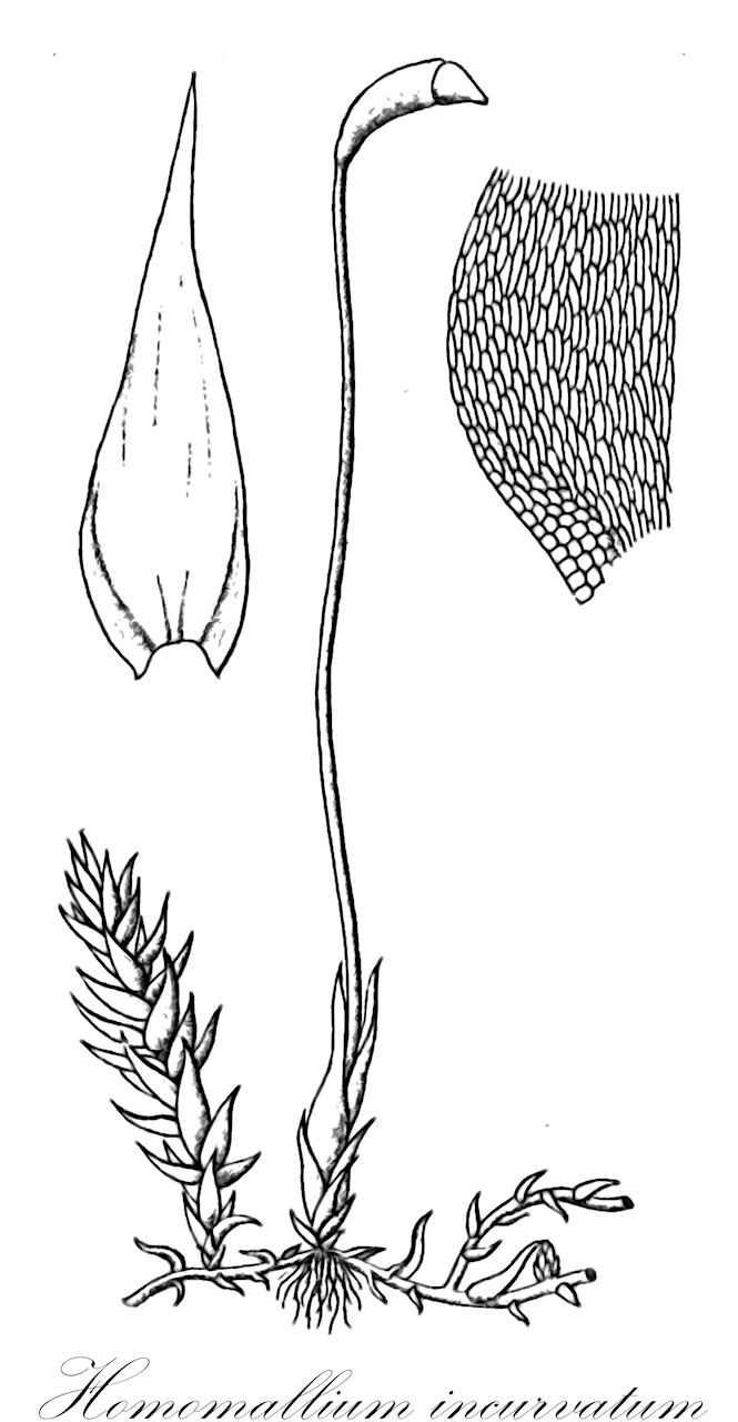 Homomallium incurvatum - Pylaisiaceae,Plantae,Bryobiotina,Bryophyta,Bryopsida,Bryidae,Hypnanae,Hypnales,Pylaisiaceae,Homomallium,Homomallium incurvatum,Amblystegium enerve, Amblystegium incurvatum var. blyttii, Drepanium blyttii, Drepanium incurvatum, Homomallium incurvatum subsp. blytii, Homomallium incurvatum var. blyttii, Hypnum blyttii, Hypnum incurvatum, Hypnum incurvatum var. algoicum, Hypnum incurvatum var. blyttii, Hypnum incurvatum var. leskeoides, Hypnum incurvatum var. swartzii, Hypnum leskeoides, Hypnum serpens var. enerve, Hypnum swartzii, Leskea plumosa, Plagiothecium incurvatum, Stereodon enervis, Stereodon incurvatus, Stereodon incurvatus var. blyttii