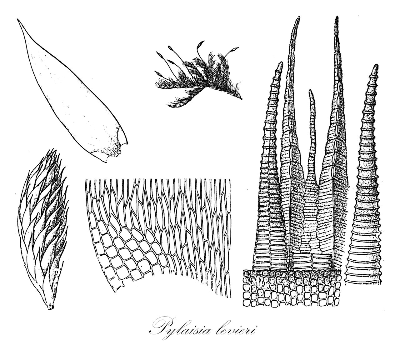 Pylaisia levieri - Pylaisiaceae,Plantae,Bryobiotina,Bryophyta,Bryopsida,Bryidae,Hypnanae,Hypnales,Pylaisiaceae,Pylaisia,Pylaisia levieri,Giraldiella levieri, Giraldiella levieri f. laxifolia, Macrohymenium sinense