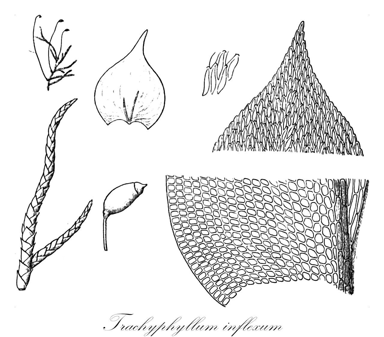 Trachyphyllum inflexum - Pylaisiadelphaceae,Plantae,Bryobiotina,Bryophyta,Bryopsida,Bryidae,Hypnanae,Hypnales,Pylaisiadelphaceae,Trachyphyllum,Trachyphyllum inflexum,Entodon ferricola, Entodon inflexus, Hypnum inflexum, Leptohymenium dilatatum, Leptohymenium fabronioides, Leptohymenium ferriezii, Leptohymenium ferriezii var. abbreviatum, Leptohymenium ferriezii var. imbricatum, Leptohymenium papuanum, Platygyrium ferricola, Platygyrium inflexum, Platygyrium pertenue, Pterigynandrum fabronioides, Pterigynandrum ferricola, Pterigynandrum inflexum, Pterogonium curvifolium, Stereodon inflexus, Trachyphyllum curvifolium, Trachyphyllum dilatatum, Trachyphyllum fabronioides, Trachyphyllum fabronioides var. comorense, Trachyphyllum fabronioides var. ferriezii, Trachyphyllum fabronioides var. imbricatum, Trachyphyllum ferricola, Trachyphyllum ferriezii, Trachyphyllum ferriezii var. abbreviatum, Trachyphyllum inflexum var. patentifolium, Trachyphyllum neocaledonicum, Trachyphyllum papuanum