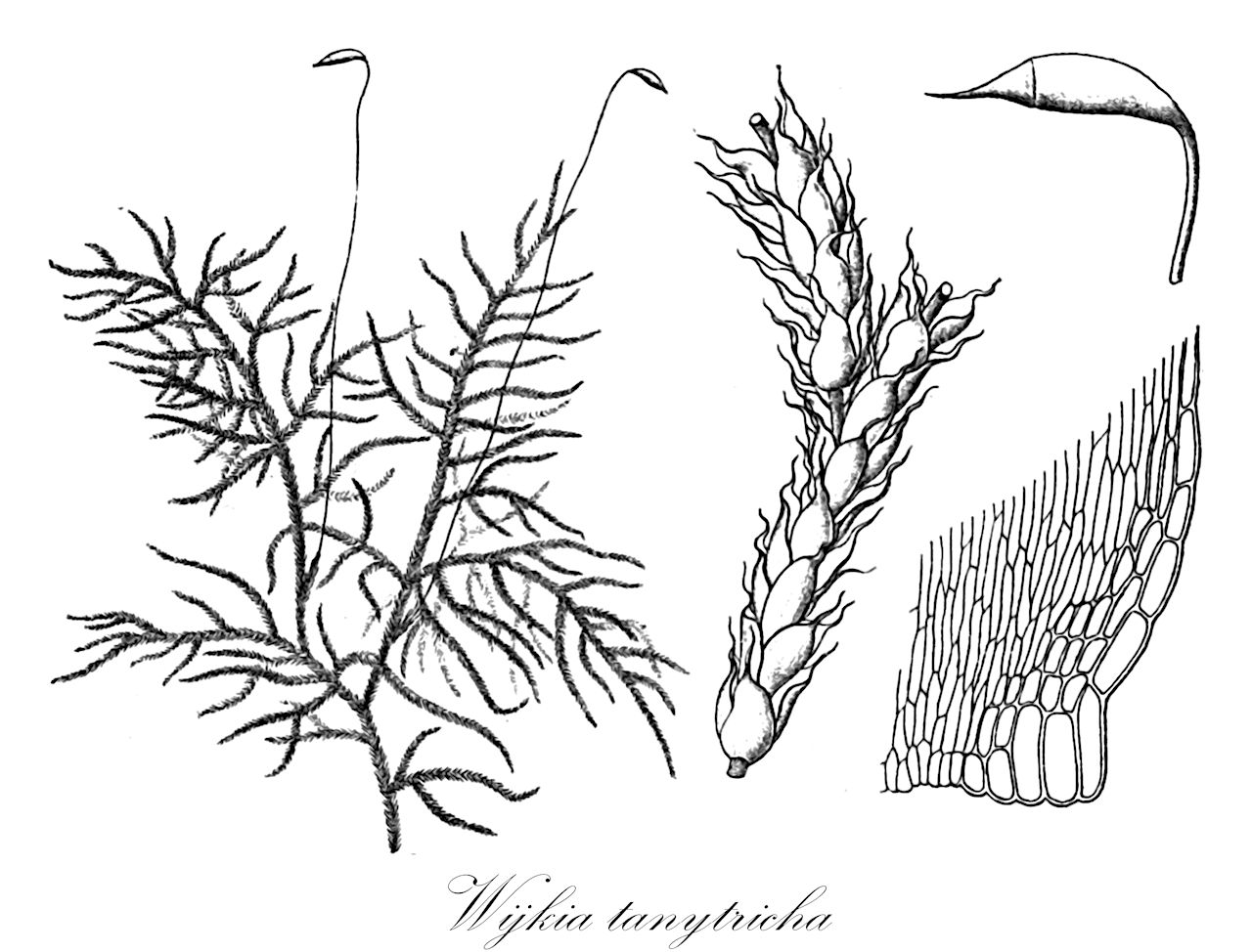 Wijkia tanytricha - Pylaisiadelphaceae,Plantae,Bryobiotina,Bryophyta,Bryopsida,Bryidae,Hypnanae,Hypnales,Pylaisiadelphaceae,Wijkia,Wijkia tanytricha,Acanthocladium longipilum, Acanthocladium semitortipilum, Acanthocladium tanytrichum, Hylocomium tanytrichum, Hypnum tanytrichum, Sematophyllum tanytrichum, Stereodon tanytrichus, Wijkia longipila, Wijkia semitortipila