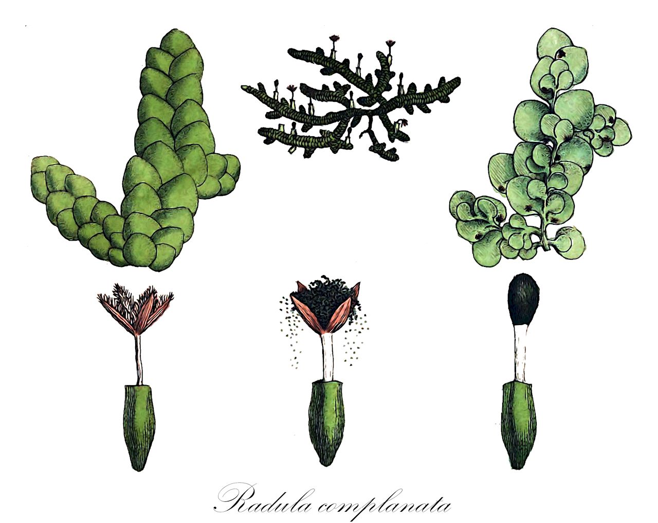 Radula complanata - Radulaceae,Plantae,Bryobiotina,Marchantiophyta,Jungermanniopsida,Jungermanniidae,Radulales,Radulaceae,Radula,Radula complanata,Candollea complanata, Candollea complanata var. complanata, Candollea complanata var. minor, Jubula complanata, Jungermannia cinerea, Jungermannia complanata, Jungermannia complanata var. adscendens, Jungermannia complanata var. compacta, Jungermannia complanata var. complanata, Jungermannia complanata var. major, Jungermannia complanata var. repens, Jungermannia epiphlaea, Martinellius complanatus, Martinellius complanatus var. complanatus, Radula alpestris, Radula complanata f. compacta, Radula complanata subsp. complanata, Radula complanata subsp. complanata, Radula complanata var. alpestris, Radula complanata var. minor, Radula complanata var. notarisii, Radula hallii, Radula hyalina, Radula krausei, Radula mauritiana, Radula notarisii, Stephanina alpestris, Stephanina complanata