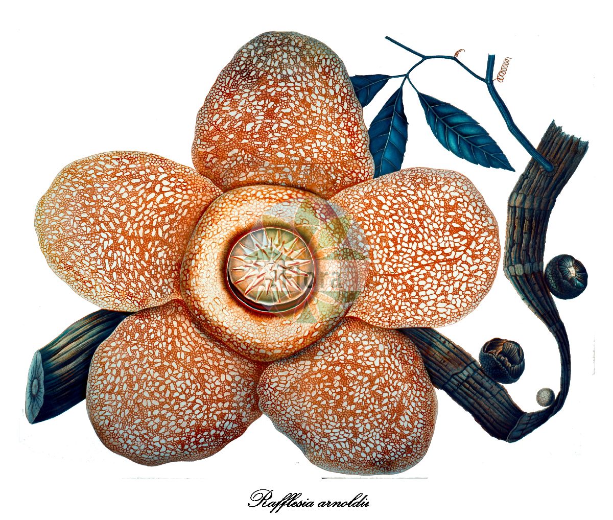 Historische Abbildung von Rafflesia arnoldii (Riesenrafflesie). Das Bild zeigt Blatt, Bluete, Frucht und Same. ---- Historical Drawing of Rafflesia arnoldii (Riesenrafflesie). The image is showing leaf, flower, fruit and seed.(Rafflesia arnoldii,Riesenrafflesie,Rafflesia,Rafflesiaceae,Blatt,Bluete,Frucht,Same,leaf,flower,fruit,seed,Miquel (1864))