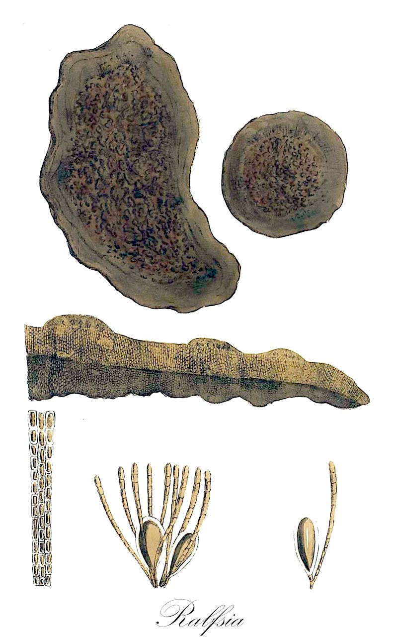 Ralfsia - Ochrophyta,Biota,Chromista,Ochrophyta,Phaeophyceae,Ectocarpales,Ralfsiaceae,Ralfsia