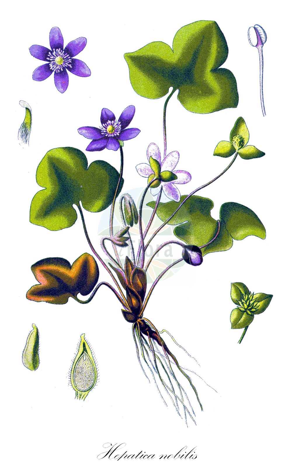 Historische Abbildung von Hepatica nobilis (Echtes Leberblümchen - Liverleaf). Das Bild zeigt Blatt, Bluete, Frucht und Same. ---- Historical Drawing of Hepatica nobilis (Echtes Leberblümchen - Liverleaf). The image is showing leaf, flower, fruit and seed.(Hepatica nobilis,Echtes Leberblümchen,Liverleaf,Anemone hepatica,Hepatica nobilis,Hepatica triloba,Echtes Leberbluemchen,Leberbluemchen,Liverleaf,Herb Trinity,Liverwort,Hepatica,Leberblümchen,Hepatica,Ranunculaceae,Hahnenfußgewächse,Buttercup family,Blatt,Bluete,Frucht,Same,leaf,flower,fruit,seed,Thomé (1885))