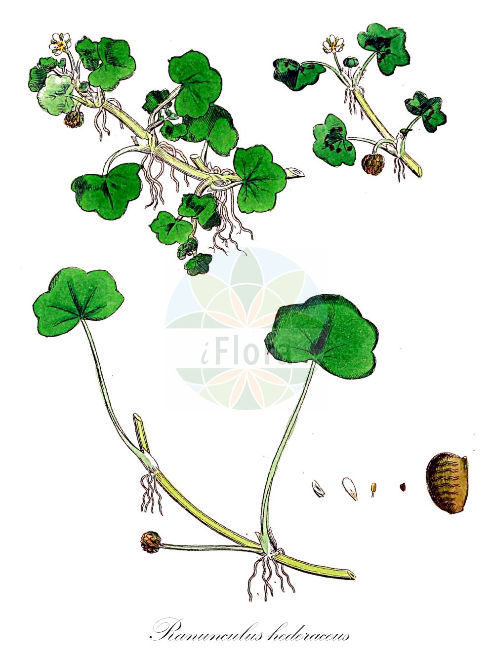 Historische Abbildung von Ranunculus hederaceus (Efeublättriger Wasserhahnenfuß - Ivy-leaved Crowfoot). Das Bild zeigt Blatt, Bluete, Frucht und Same. ---- Historical Drawing of Ranunculus hederaceus (Efeublättriger Wasserhahnenfuß - Ivy-leaved Crowfoot). The image is showing leaf, flower, fruit and seed.(Ranunculus hederaceus,Efeublättriger Wasserhahnenfuß,Ivy-leaved Crowfoot,Batrachium hederaceum,Ranunculus hederaceus,Efeublaettriger Wasserhahnenfuss,Efeu-Wasser-Hahnenfuss,Ivy-leaved Crowfoot,Ivy Buttercup,Ranunculus,Hahnenfuß,Buttercup,Ranunculaceae,Hahnenfußgewächse,Buttercup family,Blatt,Bluete,Frucht,Same,leaf,flower,fruit,seed,Sowerby (1790-1813))