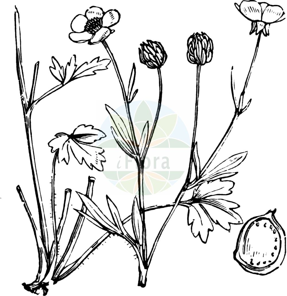 Historische Abbildung von Ranunculus sardous (Sardischer Hahnenfuß - Hairy Buttercup). Das Bild zeigt Blatt, Bluete, Frucht und Same. ---- Historical Drawing of Ranunculus sardous (Sardischer Hahnenfuß - Hairy Buttercup). The image is showing leaf, flower, fruit and seed.(Ranunculus sardous,Sardischer Hahnenfuß,Hairy Buttercup,Ranunculus parvulus,Ranunculus philonotis,Ranunculus pseudobulbosus,Ranunculus sardous,Ranunculus sardous subsp. xatardii,Sardischer Hahnenfuss,Rauer Hahnenfuss,Rauhaariger Hahnenfuss,Sardinischer Hahnenfuss,Hairy Buttercup,Ranunculus,Hahnenfuß,Buttercup,Ranunculaceae,Hahnenfußgewächse,Buttercup family,Blatt,Bluete,Frucht,Same,leaf,flower,fruit,seed,Fitch et al. (1880))