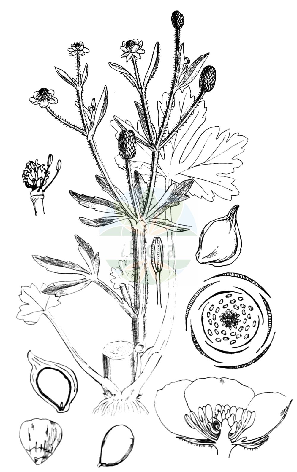 Historische Abbildung von Ranunculus sceleratus (Gift-Hahnenfuß - Celery-leaved Buttercup). Das Bild zeigt Blatt, Bluete, Frucht und Same. ---- Historical Drawing of Ranunculus sceleratus (Gift-Hahnenfuß - Celery-leaved Buttercup). The image is showing leaf, flower, fruit and seed.(Ranunculus sceleratus,Gift-Hahnenfuß,Celery-leaved Buttercup,Ranunculus dolosus,Ranunculus sceleratus,Gift-Hahnenfuss,Gefaehrlicher Hahnenfuss,Celery-leaved Buttercup,Blisterwort,Celery-leaf Buttercup,Crowfoot Buttercup,Cursed Buttercup,Marsh Crowfoot,Ranunculus,Hahnenfuß,Buttercup,Ranunculaceae,Hahnenfußgewächse,Buttercup family,Blatt,Bluete,Frucht,Same,leaf,flower,fruit,seed,Kirtikar & Basu (1918))