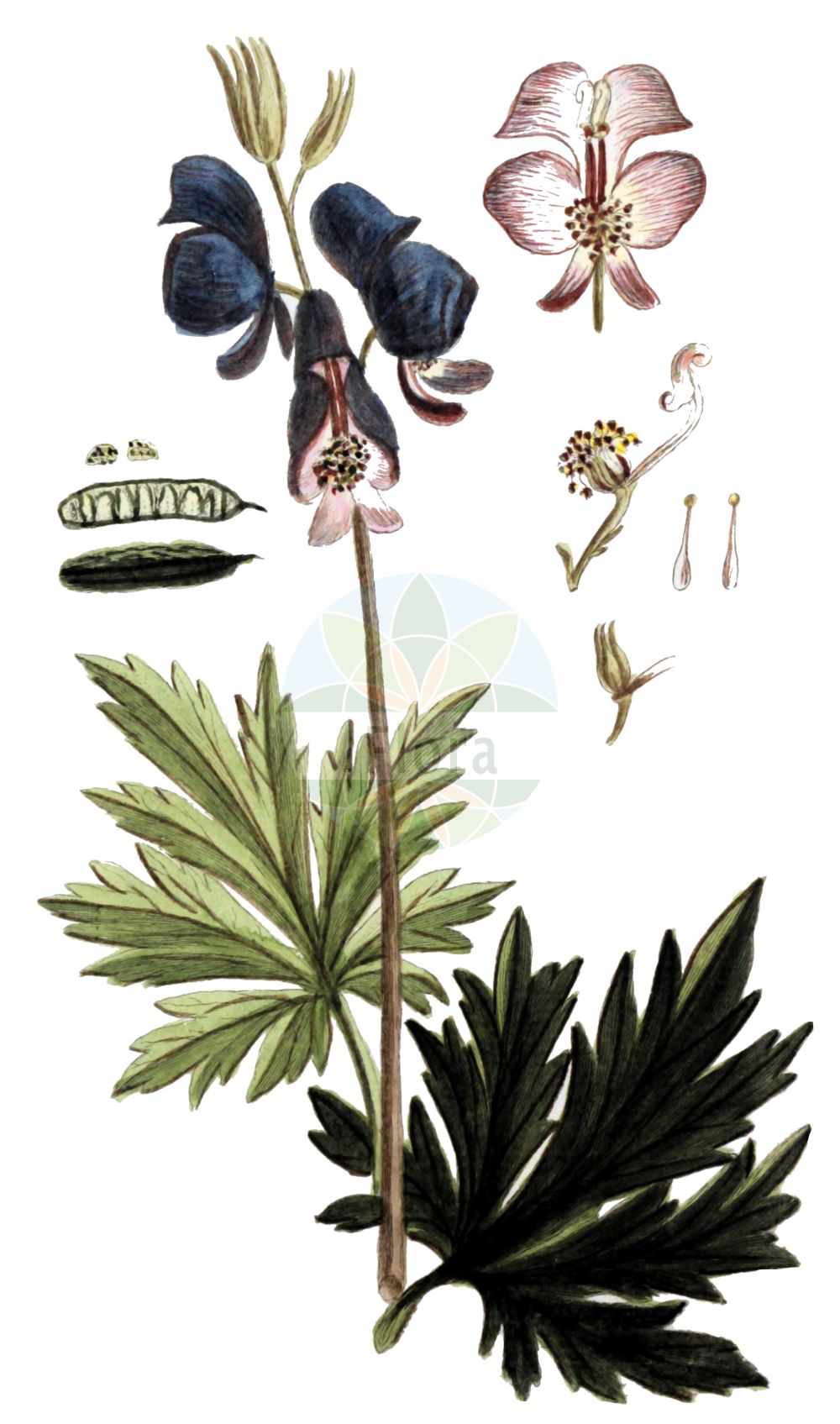 Historische Abbildung von Aconitum degenii (Bunter Eisenhut - Paniculate Aconite). Das Bild zeigt Blatt, Bluete, Frucht und Same. ---- Historical Drawing of Aconitum degenii (Bunter Eisenhut - Paniculate Aconite). The image is showing leaf, flower, fruit and seed.(Aconitum degenii,Bunter Eisenhut,Paniculate Aconite,Aconitum degenii,Aconitum variegatum subsp. paniculatum,Bunter Eisenhut,Rispen-Eisenhut,Paniculate Aconite,Aconitum,Eisenhut,Monkshood,Ranunculaceae,Hahnenfußgewächse,Buttercup family,Blatt,Bluete,Frucht,Same,leaf,flower,fruit,seed,Zorn (1781f))