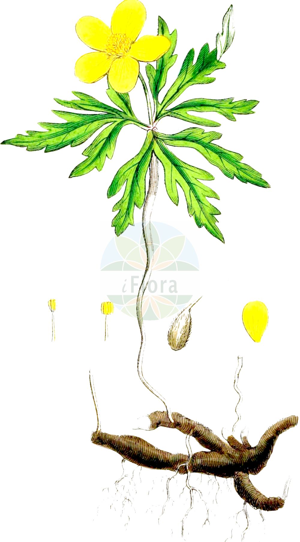 Historische Abbildung von Anemone ranunculoides (Gelbes Windröschen - Yellow Anemone). Das Bild zeigt Blatt, Bluete, Frucht und Same. ---- Historical Drawing of Anemone ranunculoides (Gelbes Windröschen - Yellow Anemone). The image is showing leaf, flower, fruit and seed.(Anemone ranunculoides,Gelbes Windröschen,Yellow Anemone,Anemone ranunculoides,Anemonoides ranunculoides,Gelbes Windroeschen,Goldhaehnchen,Yellow Anemone,Yellow Woodland Anemone,Yellow Wood Anemone,Anemone,Windröschen,Wind Flower,Ranunculaceae,Hahnenfußgewächse,Buttercup family,Blatt,Bluete,Frucht,Same,leaf,flower,fruit,seed,Sowerby (1790-1813))