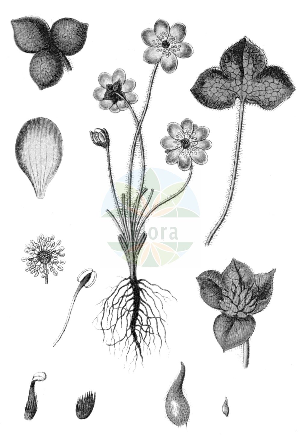 Historische Abbildung von Hepatica nobilis (Echtes Leberblümchen - Liverleaf). Das Bild zeigt Blatt, Bluete, Frucht und Same. ---- Historical Drawing of Hepatica nobilis (Echtes Leberblümchen - Liverleaf). The image is showing leaf, flower, fruit and seed.(Hepatica nobilis,Echtes Leberblümchen,Liverleaf,Anemone hepatica,Hepatica nobilis,Hepatica triloba,Echtes Leberbluemchen,Leberbluemchen,Liverleaf,Herb Trinity,Liverwort,Hepatica,Leberblümchen,Hepatica,Ranunculaceae,Hahnenfußgewächse,Buttercup family,Blatt,Bluete,Frucht,Same,leaf,flower,fruit,seed,Sturm (1796f))