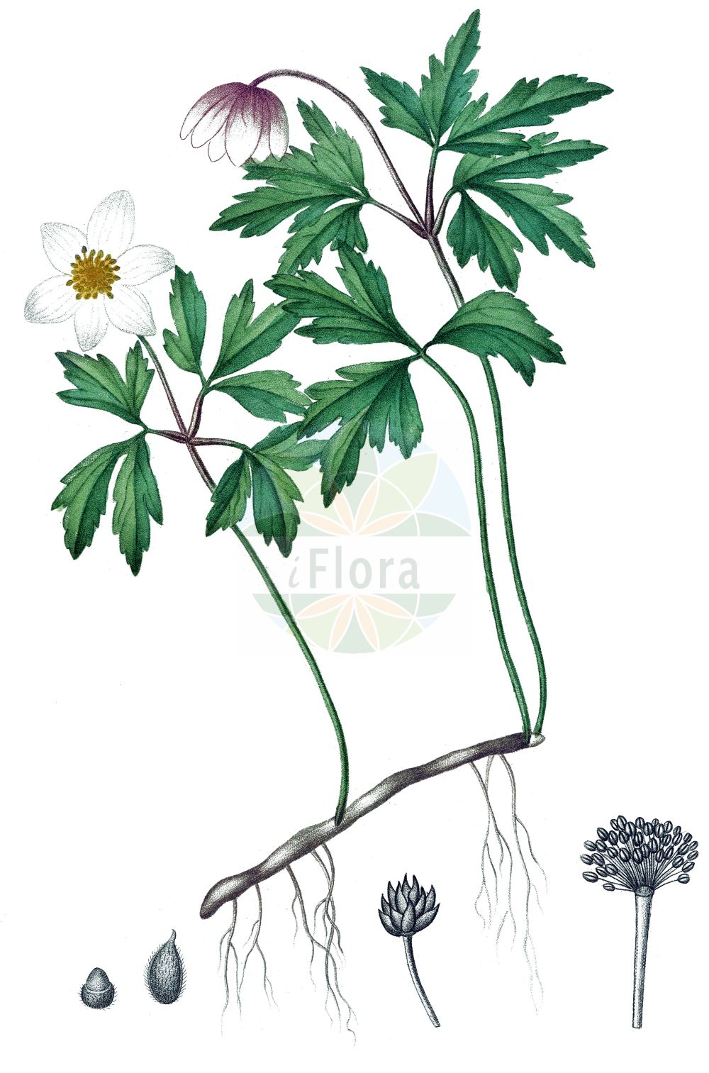 Historische Abbildung von Anemone nemorosa (Busch-Windröschen - Wood Anemone). Das Bild zeigt Blatt, Bluete, Frucht und Same. ---- Historical Drawing of Anemone nemorosa (Busch-Windröschen - Wood Anemone). The image is showing leaf, flower, fruit and seed.(Anemone nemorosa,Busch-Windröschen,Wood Anemone,Anemone nemorosa,Anemonoides nemorosa,Busch-Windroeschen,Wood Anemone,Grove Windflower,European Thimbleweed,Windflower,Anemone,Windröschen,Wind Flower,Ranunculaceae,Hahnenfußgewächse,Buttercup family,Blatt,Bluete,Frucht,Same,leaf,flower,fruit,seed,de Saint-Hilaire (1824a))