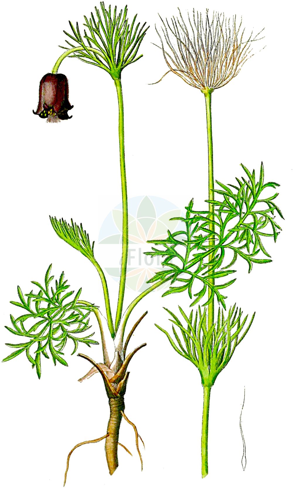 Historische Abbildung von Pulsatilla pratensis (Wiesen-Kuhschelle - Small Pasque Flower). Das Bild zeigt Blatt, Bluete, Frucht und Same. ---- Historical Drawing of Pulsatilla pratensis (Wiesen-Kuhschelle - Small Pasque Flower). The image is showing leaf, flower, fruit and seed.(Pulsatilla pratensis,Wiesen-Kuhschelle,Small Pasque Flower,Anemone pratensis,Pulsatilla bohemica,Pulsatilla nigricans,Pulsatilla pratensis,Pulsatilla zimmermannii,Wiesen-Kuhschelle,Dunkle Wiesen-Kuhschelle,Gewoehnliche Wiesen-Kuhschelle,Osterglocke,Schwarze Kuechenschelle,Schwarzviolette Kuechenschelle,Small Pasque Flower,Pulsatilla,Kuhschelle,Pasqueflower,Ranunculaceae,Hahnenfußgewächse,Buttercup family,Blatt,Bluete,Frucht,Same,leaf,flower,fruit,seed,Dietrich (1833-1844))