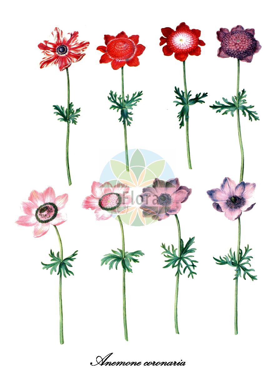 Historische Abbildung von Anemone coronaria (Garten-Anemone). Das Bild zeigt Blatt, Bluete, Frucht und Same. ---- Historical Drawing of Anemone coronaria (Garten-Anemone). The image is showing leaf, flower, fruit and seed.(Anemone coronaria,Garten-Anemone,Anemone coccinea,Anemone cyanea,Anemone kusnetzowii,Anemone messarensis,Anemone nobilis,Anemone rissoana,Anemone rosea,Anemone ventreana,Anemone,Windröschen,windflower,Ranunculaceae,Hahnenfußgewächse,Crowfoot Family,Blatt,Bluete,Frucht,Same,leaf,flower,fruit,seed,Holtzbecker (1649-1659))