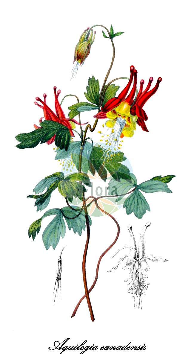 Historische Abbildung von Aquilegia canadensis (Rote Akelei - Canadian columbine). Das Bild zeigt Blatt, Bluete, Frucht und Same. ---- Historical Drawing of Aquilegia canadensis (Rote Akelei - Canadian columbine). The image is showing leaf, flower, fruit and seed.(Aquilegia canadensis,Rote Akelei,Canadian columbine,Aquilegia,Akelei,Columbine,Ranunculaceae,Hahnenfußgewächse,Crowfoot Family,Blatt,Bluete,Frucht,Same,leaf,flower,fruit,seed,Morris & Clarke (1826))