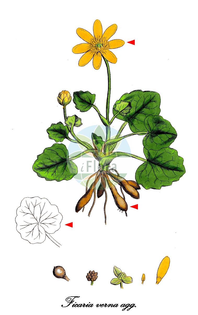 Historische Abbildung von Ficaria verna agg. (Scharbockskraut - Figwort). Das Bild zeigt Blatt, Bluete, Frucht und Same. ---- Historical Drawing of Ficaria verna agg. (Scharbockskraut - Figwort). The image is showing leaf, flower, fruit and seed.(Ficaria verna agg.,Scharbockskraut,Figwort,Ficaria,Scharbockskraut,Ranunculaceae,Hahnenfußgewächse,Crowfoot Family,Blatt,Bluete,Frucht,Same,leaf,flower,fruit,seed,Sowerby (1790-1813))
