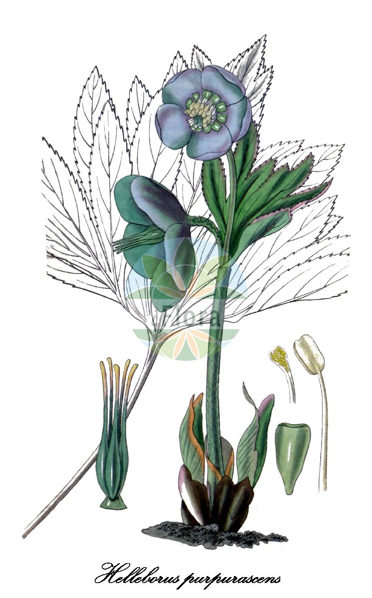 Historische Abbildung von Helleborus purpurascens (Rötliche Nieswurz). Das Bild zeigt Blatt, Bluete, Frucht und Same. ---- Historical Drawing of Helleborus purpurascens (Rötliche Nieswurz). The image is showing leaf, flower, fruit and seed.(Helleborus purpurascens,Rötliche Nieswurz,Helleborus,Nieswurz,Hellebore,Ranunculaceae,Hahnenfußgewächse,Crowfoot Family,Blatt,Bluete,Frucht,Same,leaf,flower,fruit,seed,Curtis Botanical Magazine (1832))