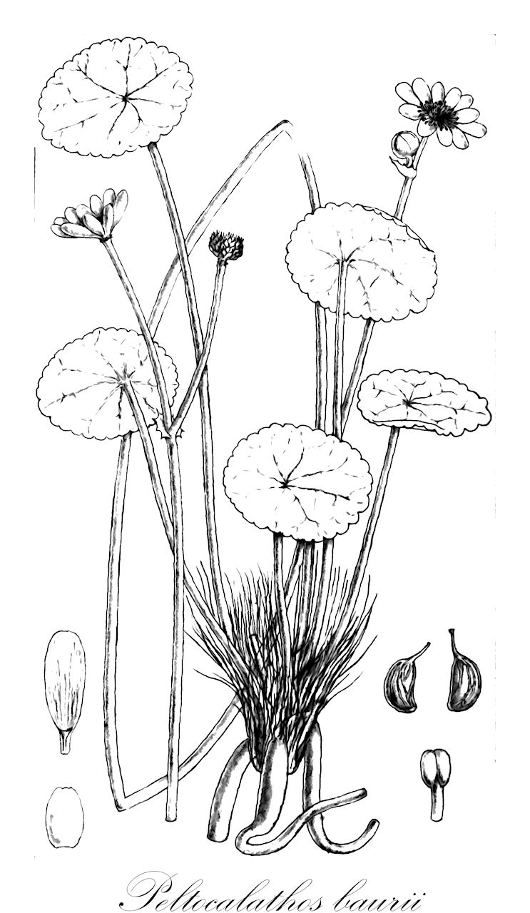 Peltocalathos baurii - Ranunculaceae,Plantae,Pteridobiotina,Angiosperms,Ranunculales,Ranunculaceae,Peltocalathos,Peltocalathos baurii,Ranunculus baurii, Ranunculus cooperi