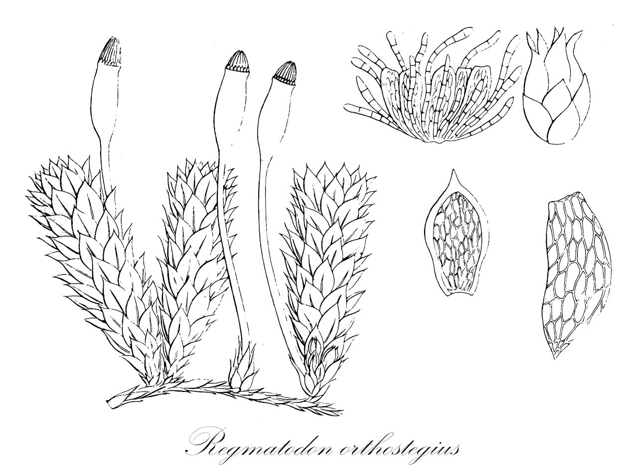 Regmatodon orthostegius - Regmatodontaceae,Plantae,Bryobiotina,Bryophyta,Bryopsida,Bryidae,Hypnanae,Hypnales,Regmatodontaceae,Regmatodon,Regmatodon orthostegius,Anhymenium polycarpon, Anhymenium polysetum, Regmatodon brasiliensis, Regmatodon brevicuspis, Regmatodon crassirameus, Regmatodon densus, Regmatodon filiformis, Regmatodon handelii, Regmatodon longinervis, Regmatodon newtonii, Regmatodon polycarpus, Regmatodon polysetus, Regmatodon pringlei, Regmatodon schlotheimioides, Regmatodon schlotheimioides var. minor, Regmatodon secundus